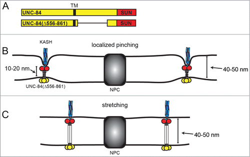 Figure 3. Two hypotheses for how UNC-84(Δ556–861) interacts with KASH proteins without narrowing the perinuclear space. SUN and KASH proteins are depicted as in Figure 1. (A) Schematics of full-length UNC-84 and the functional truncation mutant UNC-84(Δ556–861). The transmembrane domain (TM) is depicted in black. (B) LINC complexes may be spaced far apart and localized pinching together of the 2 membranes may not be resolvable by TEM. (C) The luminal domain of UNC-84(Δ556–861) may be fully extended to accommodate the normal 40–50 nm perinuclear space.