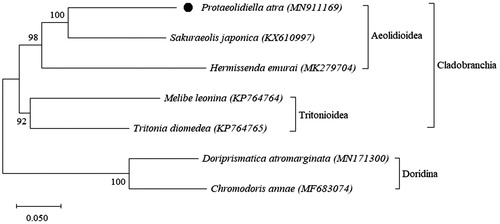 Figure 1. Phylogenetic relationships of P. atra and species in the suborder Cladobranchia. The black spot indicates the mitogenome of P. atra. The complete mitogenomes of remaining nudibranchs are obtained from GenBank. Chromodoris annae and Doriprismatica atromarginata (suborder Doridina) represents the outgroup.