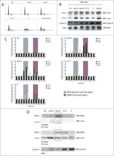Figure 3. Spatial and temporal analysis of the localization of c-Fos and c-Jun proteins onto the origin DNA. (A) Flow cytometry profiles of T98G cells synchronized by 72 h serum starvation followed by the re-addition of serum. Cells were collected at 9, 14, 16 h and 20 h for mid-G1, late-G1, G1-S border and early S respectively. (B) Western blotting analysis of whole cell lysates (WCL) from each time point to detect the levels of c-Fos, c-Jun and Cyclin A. (C) Real time PCR analysis of chromatin immunoprecipitated at the different time points using the indicated antibodies. (D) Immunoblot using an anti ORC4 antibody performed on the samples used for the c-Fos and c-Jun ChIPs. The red dotted square indicates the co-presence of ORC4, mostly in late G1, in the c-Jun and c-Fos immunoprecipitated protein-complexes.