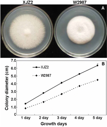 Fig. 1. (Colour online) Colony morphology and growth rates of the wild-type strain XJZ2 and the T-DNA insertional mutant W2987. Strains XJZ2 and W2987 were grown on PDA plates at 25 °C and colony diameters were measured every 24 h. (A) Colony morphology recorded at the fourth day after inoculation. (B) Colony growth rates of XJZ2 and W2987 within five days after plating.