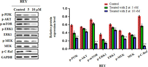 Figure 9 2 inhibited PI3K/AKT/mTOR and ERK/MAPK-related proteins expressions in the HEY cells. The protein expressions proteins (p-PI3K, p-AKT, p-mTOR, p-ERK1, ERK1, p-MEK, and MEK) were detected using Western blot. Data were shown as mean ± SD. *p<0.05, **p<0.01 versus the control group.