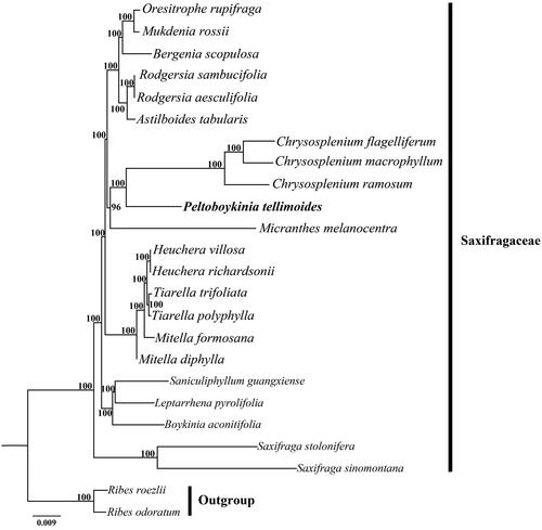 Figure 1. Phylogenetic tree reconstruction of 22 taxa of Saxifragaceae and two outgroups using ML method. Relative branch lengths are indicated at the top-left corner. Numbers above the branches represent bootstrap values from maximum-likelihood analyses. GenBank accession numbers of taxa are shown below, Oresitrophe rupifraga (MF774190), Mukdenia rossii (MG470844), Bergenia scopulosa (KY412195), Rodgersia sambucifolia (MN496077), Rodgersia aesculifolia (MW327540), Astilboides tabularis (MT316511), Chrysosplenium flagelliferum (MN729584), Chrysosplenium macrophyllum (MK973001), Chrysosplenium ramosum (MK973002), Peltoboykinia tellimoides (MZ779205), Micranthes melanocentra (MT740256), Heuchera villosa (MH708563), Heuchera richardsonii (MH708562), Tiarella trifoliata (MH708572), Tiarella polyphylla (MH708568), Mitella formosana (MH708565), Mitella diphylla (MH708564), Saniculiphyllum guangxiense (MN496078), Leptarrhena pyrolifolia (MN496070), Boykinia aconitifolia (MN496058), Saxifraga stolonifera (MH191389), Saxifraga sinomontana (MN104589), Ribes roezlii (MN496076), Ribes odoratum (MT081309).