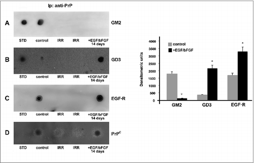 Figure 3. Analysis of PrPC association with gangliosides and EGF-R by coimmunoprecipitation. hDPSCs, untreated or treated with EGF/bFGF for 14 days, were lysed in lysis buffer, followed by immunoprecipitation with anti-PrP SAF32. A mouse IgG isotypic control was employed. The immunoprecipitates were spotted onto nitrocellulose, and incubated with anti-GM2 (A), anti-GD3 (B) and anti-EGF-R (C), as described in Materials and methods. A representative experiment among 3 is shown. Bar graph in the right panel shows densitometric analysis. Results represent the Mean ± SD from 3 independent experiments, *p < 0.01. The immunoprecipitates were checked using the anti-PrP 6H4 (D).