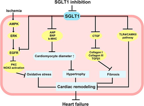 Figure 4 Potential molecular mechanisms of SGLT1 inhibition in non-diabetes-related heart injury. AMPK upregulated SGLT1 expression via the ERK pathway under ischemic conditions, and inhibition of SGLT1 attenuated the interaction of SGLT1 with EGFR, which in turn reduced PKC and NOX2 activity and alleviated oxidative stress in cardiomyocytes. Inhibition of SGLT1 reduced ANP, BNP, b-MHC, and CTGF, which contribute to preventing myocardial hypertrophy and fibrosis. Inhibition of SGLT1 also improved abnormal Ca2+ metabolism in cardiomyocytes, attenuated cardiac remodeling due to excessive activation of TLR4/CaMKII pathway, and eventually significantly reduced the incidence of heart failure.