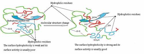 Figure 1. Peracetic acid oxidation change molecular structure of natural SPI to improve surface hydrophobicity and surface activity