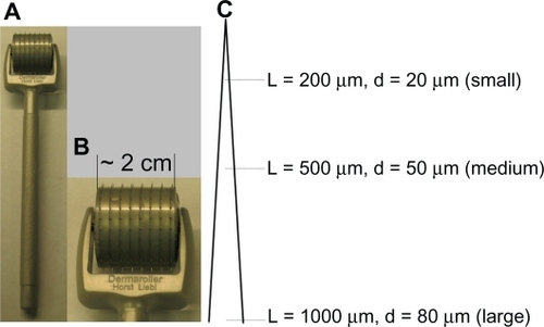 Figure 1 (A, B) Digital photos of a Dermaroller® microneedle roller (1000 μm long, base diameter 80 μm). (C) Diagram of microneedles on the three different Dermaroller microneedle rollers used (not to scale).Note: L indicates the length of the microneedles and d is the base diameter of the microneedles.