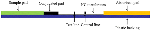 Fig. 1. Schematic diagram of a lateral flow strip.