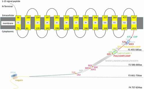 Figure 1. Simulation of NHE3 and its binding partners. Amino acids 1–477 of NHE3 (AAB48990.1) were subjected to prediction online using PHYRE2 (http://www.sbg.bio.ic.ac.uk/phyre2/phyre2_output/6a92509e13ede827/summary.html). Amino acids 1–459 are the N-terminus NHE3, of which aa 1–15 form the signal peptide and aa 56–459 form the 13 transmembrane structure. Phyre2 predicted that 1–459aa belongs the NH2 terminal of NHE3, in which 1–15aa was the signal peptide and 56–459aa was its 13 transmembrane structures.Y56-H73aa, P83-W100aa, V114-Y129aa, T142-I167aa, F181-V196aa,E216-E232aa,K249-S273aa, E286-E302aa, I306-K321aa M339-S357aa, A369-I392aa, V407-V423aa and F437-I459aa belonges S1, S2, S3, S4, S5, S6, S7, S8, S9,S10,S11,S12, S13 transmembrane region, respectively. Its C-terminus can be divided into four domains: (a) The F1 domain (455–585 aa), in which aa 475 is the CHP binding site, and aa 526 is the SGK3 binding site. Amino acids 511–528 form the site where Ezrin binds directly to NHE3, and aa 552 is the PKA/cAMP/cGMP binding site; (b) The F2 domain 5 (86–660 aa): aa 586–605 are the CaM II/CaMK II binding site, and aa 605 is the PKA/cAMP/cGMP binding site; (c) The F3 domain (661–756 aa): aa 663 is the SGK binding site, aa 665 is the SGK1 binding site, and aa 719 is the CK2 binding site. The NHERFs (i.e. NHERF1, NHERF2, NHERF3, and NHERF4) binding sites spans the F2 and F3 domains (585–689 aa); (d) The F4 domain (757–834 aa), which contains the protein phosphatase 2A (PP2A) and megalin binding sites; however, their precise locations are unknown