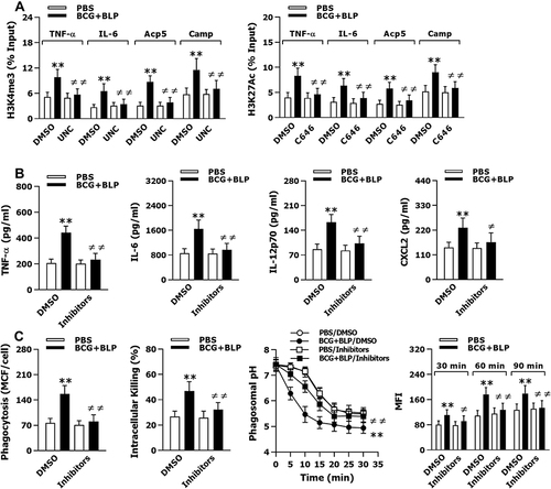 Figure 5 Blockage of histone modifications abrogates BCG+BLP-boosted inflammatory response and bactericidal activity. Isolated neonatal murine peritoneal macrophages or BMMs were pretreated with DMSO, UNC1999 (UNC), C646, or UNC1999+C646 (Inhibitors) for 1 h before training of innate immunity. (A) H3K4me3 and H3K27Ac at the promoters of TNF-α, IL-6, Acp5, and Camp were assessed in neonatal macrophages before bacterial challenge. (B) TNF-α, IL-6, IL-12p70, and CXCL2 in the supernatants were measured 18 h post bacterial challenge. (C) Bacterial phagocytosis and intracellular killing were assessed in neonatal macrophages 60 min and 2 h after being incubated with FITC-conjugated or live S. aureus. Phagosomal pH and phagolysosome fusion were assessed in neonatal macrophages after being incubated with fluorescent probe-labeled or heat-killed S. aureus. Data are mean ± SD from five to six separate experiments in duplicate or triplicate. **p<0.01 versus DMSO-pretreated, PBS-incubated macrophages; ≠p<0.05, ≠≠p<0.01 versus DMSO-pretreated, BCG+BLP-stimulated macrophages.