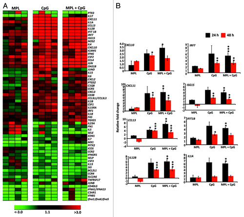 Figure 5. Pro-inflammatory innate gene transcription signature following administration of different TLR agonists. HHD-I mice (n = 4 in each group) were immunized with PBS, TLR4, TLR9, or TLR4 and TLR9 agonists. RNA was isolated after 24 h and 48 h from draining lymph nodes and then subjected to low-density array real-time PCR for a panel of 92 genes involved in innate immune responses. All genes were first normalized to the average Ct values of expression of the house keeping genes for 18S, Actb and Gusb. A shows heat map of genes upregulated and downregulated at least 2-fold relative to the PBS group following 24 h of immunization. Each column represents the experimental group (n = 4) and row represent the fold change of individual genes. B shows summary of significantly upregulated and downregulated genes relative to PBS group at the 24 and 48 h time point is shown in the bar graphs. Bar graphs represent the mean ± SEM. P values were calculated by student’s t test. *P < 0.05; **P < 0.01; ***P < 0.001 (determined by the Student t test).