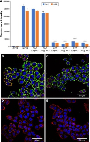 Figure 2 HER2 binding of released TZ from PLGA NPs.Notes: (A) TZ-FITC binding on SKBR3 cells after treatment with RIgG, CTZ and RTZ at two different concentrations (2 and 20 µg mL−1) for 24 and 48 h. Data are represented as the mean of fluorescence intensity of three independent replicates ± SD acquiring 10,000 events for each sample by flow cytometry. (B–E) Confocal microscopy images of TZ-FITC binding on SKBR3. (B) Basal binding of TZ-FITC; (C, D and E) binding of TZ-FITC after pre-treatment of RIgG, CTZ and RTZ, respectively, for 24 h at 37°C. Cells were labeled with DAPI (nuclei) and WGA-555 (membranes). Scale bar =50 µm. ****P<0.01 vs UNTR; **P<0.05 vs UNTR.Abbreviations: HER2, human epidermal growth factor receptor 2; TZ, trastuzumab; PLGA NPs, poly(lactic-co-glycolic) acid nanoparticles; FITC, fluorescein isothiocyanate; RIgG, released IgG; CTZ, control TZ; RTZ, released TZ; SD, standard deviation; CNTR, cells without any labeling; UNTR, cells coated with TZ-FITC.