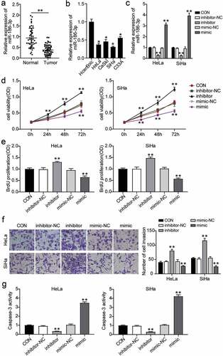 Figure 1. MiR-186-3p is downregulated and correlated with cell proliferation, invasion and apoptosis of cervical cancer. (a) MiR-186-3p expression by qRT-PCR in cervical cancer tissues and the adjacent normal tissues. **P < 0.001 vs. adjacent normal tissues. (b) MiR-186-3p expression by qRT-PCR in the human cervical surface epithelial cell line (HcerEpic) and four cervical cancer cell lines (HeLa, CaSki, SiHa, and C33A). **P < 0.001 vs. HcerEpic cell. (c) MiR-186-3p expression by qRT-PCR in the HeLa and SiHa cells transfected with miR-186-3p inhibitor or mimic. **P < 0.001 vs. vs. CON. (d, e) MTT (d) and BrdU incorporation (e) assays of cell viability after HeLa and SiHa cells transfected with miR-186-3p inhibitor or mimic. *P < 0.05; **P < 0.001 vs. CON. (f) Transwell assay in HeLa and SiHa cells transfected with miR-186-3p inhibitor or mimic. Left panel: representative images of the lower chamber (invading cells). Right panel: graph represents number of cell invasion. *P < 0.05; **P < 0.001 vs. CON. (g) Caspase-3 activity ELISA assay in HeLa and SiHa cells transfected with miR-186-3p inhibitor or miR-NC. **P < 0.001 vs. CON. MiR, microRNA; CON, control; NC, negative control