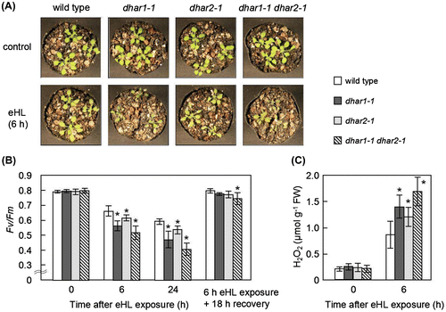 Fig. 7. Photooxidative stress sensitivity of dhar mutants grown on soil.