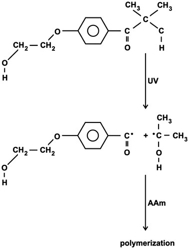 Figure 10. Photochemical mechanism of primary radicals formation.