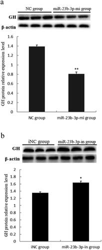Figure 3. Effect of miR-23b-3p on GH protein expression level in pituitary cells of Yanbian yellow cattle. (a) The relative expression level of GH protein in pituitary cells transfected with miR-23b-3p mimics. Mimics (miR-23b-3p-mi group) and mimics control substance (NC group) of miR-23b-3p were transfected into pituitary cells of Yanbian yellow cattle, with three replicates in each group. Compared with NC group, the column marking** showed extremely significant difference (P<0.01); (b) The relative expression level of GH protein in pituitary cells transfected with miR-23b-3p inhibitor. Inhibitor (miR-23b-3p-in group) and inhibitor control substance (iNC group) of miR-23b-3p were transfected into pituitary cells of Yanbian yellow cattle, with three replicates in each group. Compared with iNC group, the column marking* showed significant difference (P<0.05). β-actin was used as an internal reference. Electrophoresis of the GH and β-actin gene fragment was from two separate gels.
