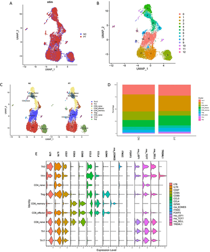 Figure 2 (A and B) UMAP of 12 T cell clusters by automatically annotation. (C) Split UMAP of nine canonical T cell subsets based on the expression and proportion of previously reported marker genes. (D) The percentage of nine re-clustered T cell subsets in NC and PT. (E) Violin plot of major marker genes in nine clusters.