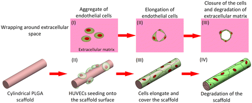 Scheme 1. Formation of a microvessel through the scaffold-wrapping strategy.