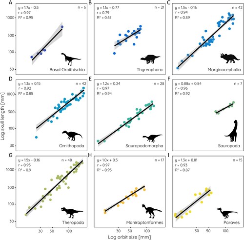 FIGURE 3. Relative orbit size in different dinosaur groups. Scatterplots of orbit size against skull length for: A, basal Ornithischia; B, Thyreophora; C, Marginocephalia; D, Ornithopoda; E, Sauropodomorpha; F, Sauropoda; G, Theropoda; H, Maniraptoriformes; and I, Paraves. Equation from least square regression, r- and R2-values, and sample size given for each.