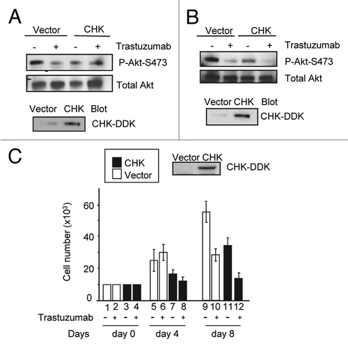 Figure 5. CHK overexpression reduces Akt phosphorylation and inhibits BT474 cell growth. (A) Western blot analysis of Akt phosphorylation in BT474 cells overexpressing either empty pCMV6 vector or DDK-tagged CHK. BT474 cells were electroporated and left to recover in serum containing media for 24 h. Cells were then serum-starved for 24 h and were either treated with trastuzumab (4 μg/mL) or left untreated. WCL were subjected to western blot analysis using antibodies directed against pAkt-S473 or Akt. Anti-DDK antibody was used to detect overexpression of DDK-tagged CHK in WCL. (B) Western blot analysis of Akt-S473 phosphorylation in SKBR3 cells overexpressing either empty pCMV6 vector or DDK-tagged CHK. The experimental procedures were essentially the same as those described in (A). (C) Analysis of growth of BT474 cells transiently overexpressing empty vector or vector encoding DDK-tagged CHK. After transfection, cells were plated in triplicate at 10 × 103/well in 12 well plates in media containing either trastuzumab (10 μg/mL) or no trastuzumab. Cells were trypsinized, mixed with trypan blue and counted using BioRad TC10 automated cell counter on the indicated days. Data represent the mean ± SEM from one of the two independent experiments each performed in triplicate. DDK-tagged CHK expression in BT474 cells was detected by western blot analysis using an anti-DDK antibody.