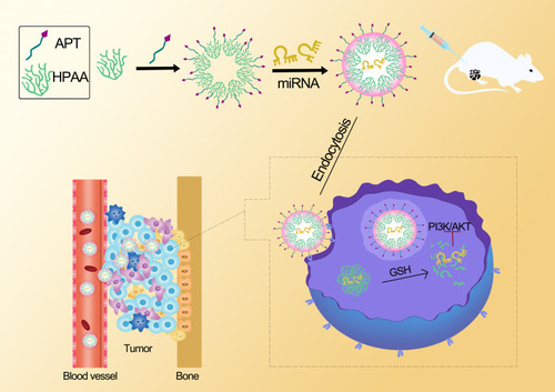 Scheme 1 Scheme of the synthesis and the therapeutic effect to tumor of HPAA -PEG -APT/miRNA.