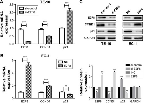 Figure 3 Effects of E2F8 on the expression of CCND1/p21.