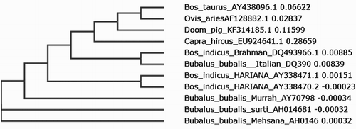 Figure 6. Phylogenetic tree for other species by neighbour-joining method.