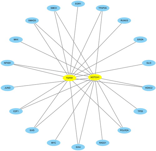 Figure 9. Construction of the network of transcription factors. The blue ellipse represents the transcription factors. The circle was made up of transcription factors. TGFB1 and NOTCH1 in the middle represented key biomarkers. The lines connecting the two nodes represent the regulation of TGFB1 and NOTCH1 by the transcription factors.