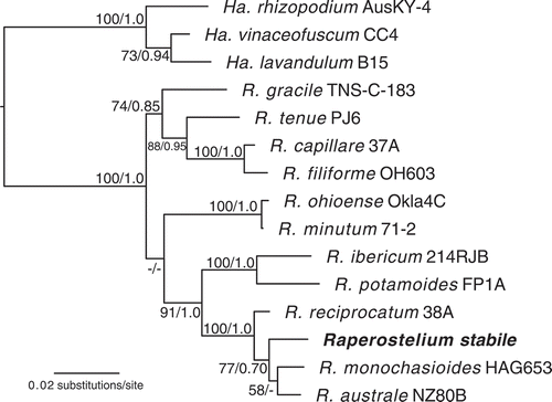 Figure 2. Phylogenetic position of Raperostelium stabile (sp. nov.). Phylogeny of a subset of closely related species in the genus Raperostelium (Raperosteliaceae) indicating the phylogenetic position of the newly described specie Raperostelium stabile, indicated in the phylogeny in bold. The strain indicator is listed to the right of the species names. Complete strain information and GenBank accession numbers for all taxa in this tree can be found in TABLE 1. The tree was derived by Bayesian analysis of the partial 18S ribosomal small subunit (rDNA SSU). Maximum likelihood bootstrap support values over 50% and Bayesian inference posterior probabilities over 0.70 are indicated on the branches, to the left and right of the slash, respectively. The phylogeny is rooted according to Sheikh et al. (Citation2018). R. = Raperostelium; Ha. = Hagiwaraea