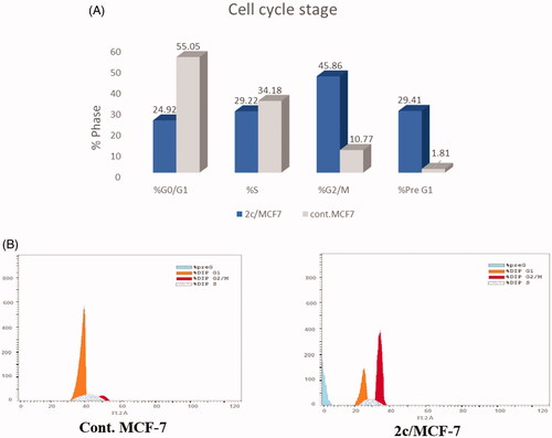 Figure 5. (A) Graphical representation of the effect of compound 2c on the cell cycle stages of MFC-7 cells. (B) Effect of compound 2c (1.52 µM) on DNA-ploidy flow cytometric analysis of MFC-7 cells after 24 h.
