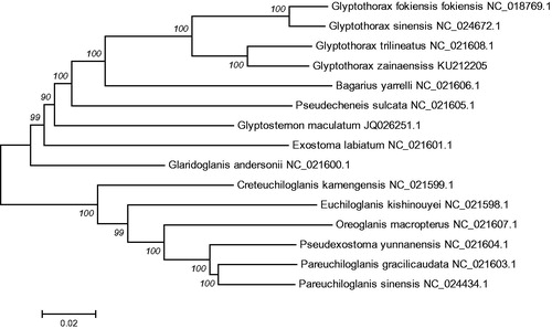 Figure 1. The consensus phylogenetic relationship of the Glyptothorax zainaensis with other Sisoridae species. Oreoglanis macropterus, Pseudexostoma yunnanensis, Pareuchiloglanis gracilicaudata and Pareuchiloglanis sinensis were used as an out-group. The numbers along the branches are Bayesian posterior probability and bootstrap values for NJ, estimated for concatenated mitochondrial protein sequences.