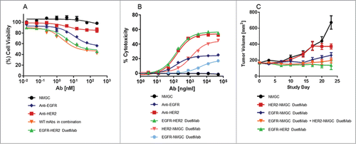 Figure 7. Biological activities of EGFR-HER2 DuetMab. (A) Viability of NCI-H358 cells. Each point represents the mean values of quadruplicate wells and the ± s.d. is represented by error bars. NMGC represents the control antibody. (B) ADCC assay with SK-OV3 cells. Each point represents the mean values of quadruplicate wells and the ± s.d. is represented by error bars. (C) Antitumor effect of EGFR-HER2 DuetMab and control molecules in nude mice bearing NCI-H358 xenografts. The mean values for each group are shown and the ± s.d. is represented by error bars.
