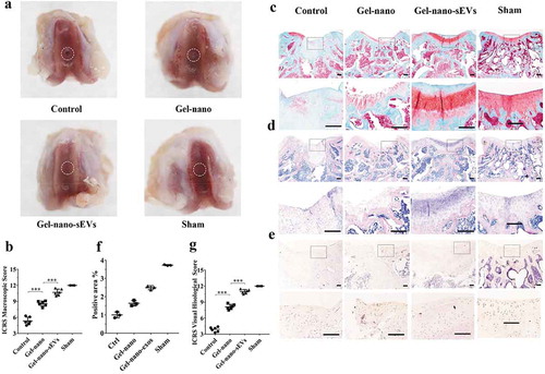 Figure 8. Histological evaluation of cartilage defect repaired by Gel-nano-sEVs hydrogel. (a) Macroscopic observation of cartilage defect at 12 weeks postsurgery. (b) ICRS macroscopic scores of different groups. Data were presented as mean ± SD of three number of replicates. t-test was applied to each group in order to compare mean beta values. n = 6, ***P < 0.001. (c) Safranin O/fast green staining of repaired cartilage. Scale bar = 250 um. (d) HE staining of repaired cartilage. Scale bar = 250 um. (e) Immunohistochemical staining of collagen II. Scale bar = 125 um. (f) Quantitative analysis of immunohistochemical staining of collagen II. (g) ICRS visual histological scores of different groups. Data were presented as mean ± SD of three number of replicates. t-test was applied to each group in order to compare mean beta values. n = 6, ***P < 0.001.