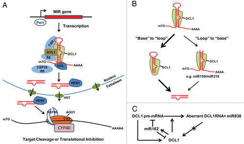 Figure 1. The miRNA pathway in Arabidopsis. A. miRNA biogenesis. MIR genes are transcribed by Pol II. Like mRNAs, primary transcripts of miRNAs (pri-miRNAs) are 5′ capped and 3′ polyadenylated. The DCL1 complex recognizes hairpin structure of pri-miRNA and catalyzes sequential cleavage to release miRNA/miRNA* duplex. The duplex is then exported to the cytoplasm by HASTY (HST) and loaded into an AGO1 complex to form a functional RISC complex. HEN1 prevents small RNA degradation by the addition of a methyl group to the last nucleotide of miRNA/miRNA* duplex. B. Two ways of pri-miRNA processing in plants. Most pri-miRNAs use a conical “base” to “loop” processing pathway. Instead, a few pri-miRNAs containing unusual long stem structure may employ a nonconical “loop” to “base” processing pathway. C. Autoregulation and feedback regulation of DCL1. DCL1 is required for miR162 maturation, which in turn guides DCL1 mRNA cleavage to repress DCL1 expression. In addition, DCL1 acts on its own pre-mRNA to produce miR838, resulting in aberrant DCL1 RNA that fails to produce functional DCL1.