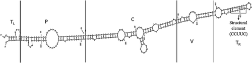 Fig. 4 Secondary structure of CCCVd237 generated by Mfold. TL: terminal left region; P: pathogenic region; C: central conserved region; V: variable region and TR: terminal right.