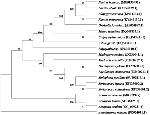 Figure 1. Molecular phylogeny of Acropora cerealis and other related species in Scleractinia based on complete mitogenome. The complete mitogenome is downloaded from GenBank and phylogenetic tree is constructed by maximum-likelihood method with 1000 bootstrap. The gene’s accession number for tree construction is listed as follow: Favites halicora (MG9133991), Favites abdita (KY094479.1), Platygyra carnosa (JX911333.1), Favites pentagona (KY247139.1), Orbicella faveolata (AP008977.1), Mussa angulosa (DQ643834.1), Colpophyllia natans (DQ643833.1), Astrangia sp. (DQ643832.1), Polycyathus sp. (JF825140.1), Madrepora oculata (JX236041.1), Madracis mirabilis (EU400212.1), Pocillopora eydouxi (EF526303.1), Pocillopora damicornis (EU400213.1), Stylophora pistillata (EU400214.1), Seriatopora hystrix (EF633600.2), Seriatopora caliendrum (EF633601.2), Acropora cerealis (MK574927), Acropora tenuis (AF338425.1), Acropora aculeus (NC_029251.1), and Acanthastrea maxima (FO904931.1).