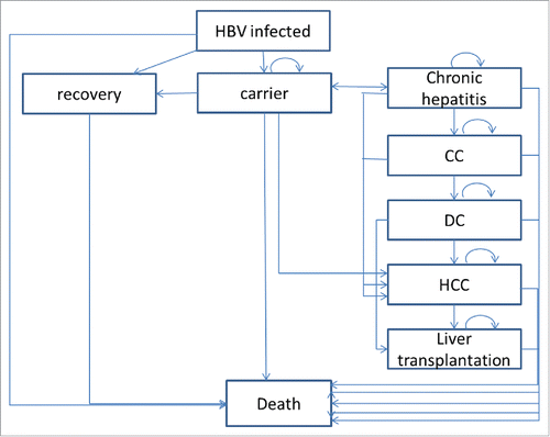 Figure 2. Markov cohort model for the natural history of HBV infection.