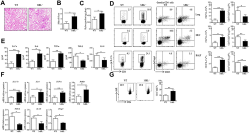 Figure 6 MBL-deficient mice exhibited aggravated silica-induced pulmonary fibrosis. (A–G) Mice were intratracheally injected with silica suspension (5mg silica in 50μL sterile PBS) for 35 d. The lung tissues and sera were collected at the end of the experiment. (A) Histological analysis of lung tissues was detected by H&E staining. (B) Ashcroft scores of lung tissues were determined under a microscope. (C) Hydroxyproline levels in lung tissues were tested. (D) Th17 or Treg frequency in lung tissues, HLN, and BALF were assessed by FCM analysis. (E) ELISA analysis was performed to evaluate IL-17a, IL-6, TNFα, TGF-β, and IL-10 levels in BALF collected from silica-treated mice at the last day. (F) The mRNA expression levels of IL-17a, IL-6, TNFα, RORγt, TGF-β, IL-10, and Foxp3 in lung tissues were determined by RT-qPCR analysis (G) Expression of AhR in CD4+ T cells was assessed by FCM assay. *p < 0.05, **p < 0.01. The data represent three independent experiments with similar results.