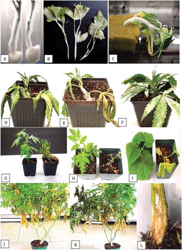 Fig. 7 Pathogenicity testing of Fusarium proliferatum using three different methods. (a) Stem cuttings of ‘Hash Plant’ were inoculated in a test-tube with a mycelial plug. Mycelial growth on the stem is shown after 7 days of incubation. (b) Cuttings removed from the test-tubes to show mycelial colonization of the stem and wilting of the cuttings. (c) Inoculation of cuttings of ‘Hash Plant’ by dipping in a spore suspension for 5 min and inserting into a rockwool block. Stem colonization and wilting can be seen after 7 days. (d, e) Inoculation of rooted cuttings of ‘Hash Plant’ grown in a coco coir: perlite potting mixture with a mycelial+spore suspension. (d) Wilting symptoms after 7 days. (e) Stem colonization and plant death after two weeks. (f) Non-inoculated control plant shows no symptoms after two weeks. (g) Symptoms on ‘Critical Kali Mist’ plants two weeks after inoculation with a mycelial + spore suspension. Extensive wilting and foliar necrosis can be seen on inoculated plant (right). (h) Symptoms on a tomato plant inoculated with F. proliferatum (right) compared to the non-inoculated control plant (left) after two weeks. (i) Symptoms on a cucumber plant inoculated with F. proliferatum (right) compared to the non-inoculated control plant (left) after two weeks. (j) Symptoms of foliar necrosis developing on the lower part of a stock plant inoculated with a mycelial + spore suspension of F. proliferatum after one week. (k) The same plant after two weeks showing stem die-back and wilting. (l) Decay of the crown tissues and mycelial growth inside the stem of the diseased plant shown in (k)