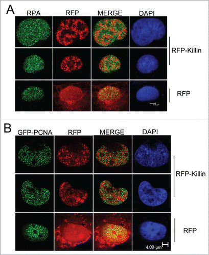 Figure 1. RFP-Killin and DNA replication accessory proteins exhibit mutually exclusive nuclear expression pattern during S-phase. (A) S-phase co-localization of RFP-Killin with RPA. The RFP-Killin in-frame fusion protein or RFP control expression vectors were transiently transfected into Cos-E5 cells. Twenty-four hours after the transfection, S phase cells undergoing DNA replication were visualized by punctate staining with anti-RPA70, followed by secondary Alexa Flour488 goat anti-Rabbit IgG (green). Representative images of the co-localization of RPA and RFP-Killin in the nucleus viewed by confocal microscopy. The two proteins showed a mutually exclusive pattern (merge), in contrast to RPA vs RFP control. The scale bar was at 4.93 μm. (B) S-phase co-localization of RFP-Killin with GFP-PCNA. The RFP-Killin or RFP expression vectors were transiently co-transfected with GFP-PCNA into Cos-E5 cells. The S-phase cells undergoing DNA replication as marked by punctate nuclear GFP-PCNA staining were visualized by confocal microscopy. Representative images of the co-localization of GFP-PCNA and RFP-Killin in the nucleus showed a mutually exclusive pattern (merge), in contrast to RFP control. The scale bar was at 4.09 μm.