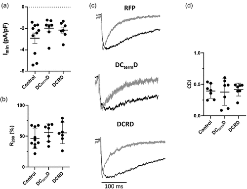 Figure 7. DCtermD and DCRD peptide effect over endogenous L-type currents in cardiomyocytes (a) Graph shows the mean ± SEM of the peak endogenous L-type Ca2+ current density from newborn rat cardiomyocytes (n = 10 for control, n = 7 for DCtermD, and n = 7 for DCRD peptide). (b) Graph shows the mean ± SEM of R200 newborn rat cardiomyocytes infected with RFP as control, or with the DCtermD-CFP, or the DCRD peptide coding sequence (n = 10 for control, n = 7 for DCtermD, and n = 7 for DCRD peptide). (c) Representative trace of the IBa (black line) and ICa evoked by a 0-mV depolarizing pulse. Both currents were scaled to the same amplitude for comparison. (d) Graph shows the mean ± SEM of CDI fraction (n = 7). *p < 0.05 with respect to control.