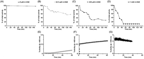 Figure 3. 4-HNE effect on mtCK enzymatic activity and oligomerization: Top: Normalized enzymatic activity of mtCK (0.5 μM) in the absence (A) or in presence of 62.5 μM (B), 250 μM (C) or 1 mM (D) 4-HNE. Representative curves of at least three independent measurements. Bottom: Turbidity of mtCK solution after addition of 62.5 μM (E), 250 μM (F) or 1 mM 4-HNE (G) to 0.25 μM mtCK (E) or 0.5 μM mtCK (F, G).