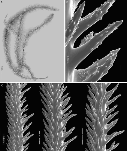 Figure 6 Asteriopathes octocrada n. sp., holotype NIWA 19798 (schizoholotype USNM 1202925/SEM stub 317). A, Colony; B, close-up view of spines; C, spines on pinnules.