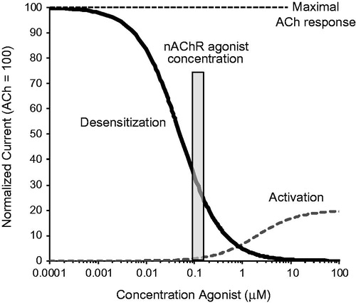 Figure 1. Concentration-dependent functional effects of a partial nAChR agonist. Short exposures to high concentrations (μM) of a partial agonist cause activation of nAChRs (dotted line). A partial agonist like varenicline causes only partial activation (here 20%) versus the full agonist ACh that causes maximal nAChR activation (100%). Prolonged exposures to low partial agonist concentrations (nM) causes receptor desensitization, shown by the decrease in the ACh response in the presence of increasing concentrations of the partial agonist (solid line). In the sustained presence of low agonist concentrations present in human brain (nM range, gray bar), only a small fraction of the nAChRs that are not desensitized can be activated, resulting in extensive nAChR desensitization and low-level activation at steady state. Abbreviations. Ach, acetylcholine; nAChRs, nicotinic acetylcholine receptors.