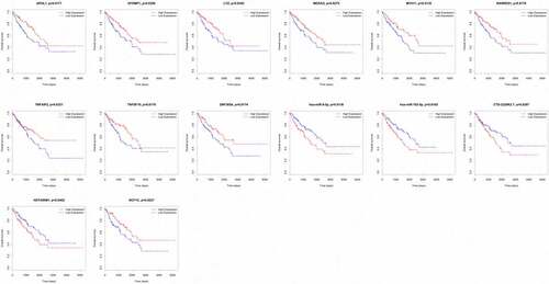 Figure 5. Kaplan–Meier survival curves of APOL1, EFEMP1, LYZ, MEDAG, MYH11, RARRES1, TNFAIP2, TNFSF10, ZNF385A, hsa-miR-9-5p, hsa-miR-183-5p, CTD-2228K2.7, HOTAIRM1 and NCF1C