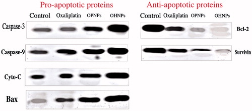 Figure 6. Caspase-mediated apoptosis induced by oxaliplatin hybrid nanoparticles in comparison with oxaliplatin-treated HT-29 cells confirmed by western blot analysis of pro-apoptotic and antiapoptotic proteins.