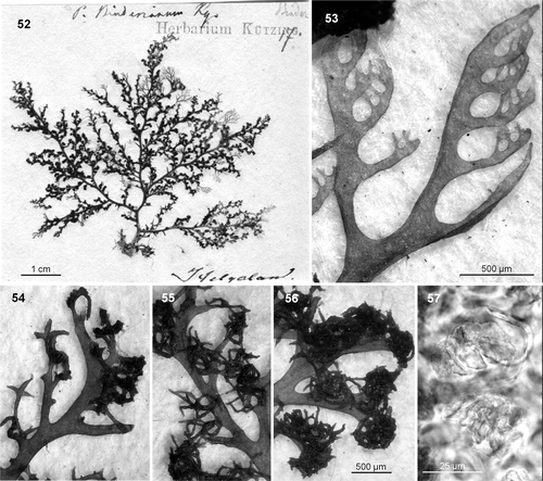 Figs 52–57. Plocamium binderianum. 52. Lectotype of Plocamium binderianum Kützing. 53. Ramuli alternate in series of 4 above the basal ramuli. 54–56. Burgeoning long and strongly recurved stichidia (the three figures are at the same scale). 57. Surface view of the scarce and anomalous tetrasporangia.