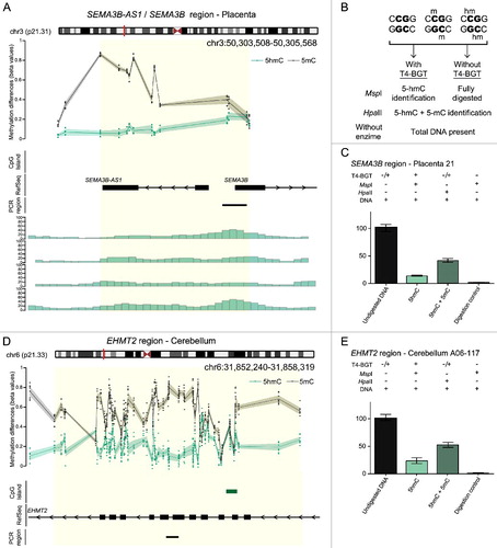 Figure 2. Characterization of 5hmC positive loci in placenta and brain. (A) Genomic interval overlapping the SEMA3B region on chromosome 3 showing the average distribution of 5hmC (green) and 5 mC (black) in placenta samples. The upper panel represents the enrichment defined by oxBS-450K analysis with dots signifying data points for each probe (5hmC Δβ; 5 mC oxBS) and the 95th confidence interval. The lower panel shows the corresponding hMeDIP enrichment in 4 control placenta samples. The Bumphunter-defined interval is highlighted as a yellow shaded region. (B) Overview of the T4 β-glucosyltransferase assay. (C) Quantitative PCR combined with T4-BGT assay targeting the SEMA3B promoter confirms enrichment of both 5hmC and 5 mC in placenta. (D) The distribution of 5hmC and 5 mC at the EHMT2 gene in cerebellum identified by oxBS-450K and Bumphunter analysis. (E) T4-BGT confirmation of 5hmC and 5 mC in frontal cerebellum -DNA. Error bars represent standard error of the mean (SEM) of three PCR replicates.