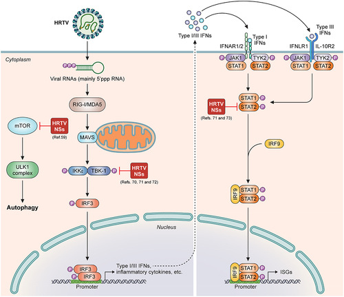 Figure 2. The model of HRTV NSs interfering with host antiviral responses as a virulence factor. HRTV NSs targets to TBK1 and hinders the association of TBK1 with IRF3, impairing IFN induction (middle). HRTV NSs interacts with STAT2 and dampens STAT2 activities to antagonize both type I and III IFN signalling (right). Additionally, HRTV NSs likely binds to mTOR to induce autophagy for its own benefit (left).