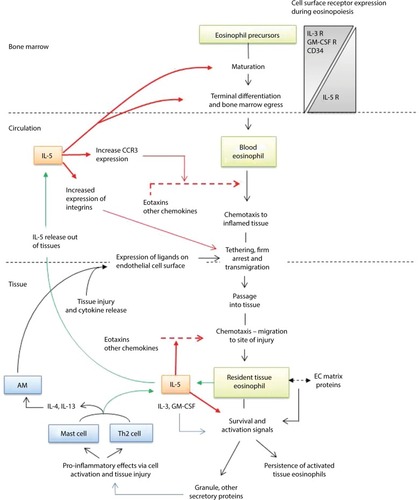 Figure 1 IL-5 and eosinophil biology.