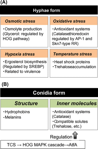 Fig. 4. Summary of stress biology of hyphae and conidia in Aspergillus fungi.